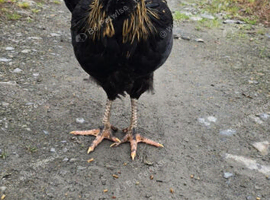 16 week old cockerel