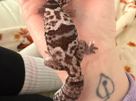 Beautiful fat tail gecko