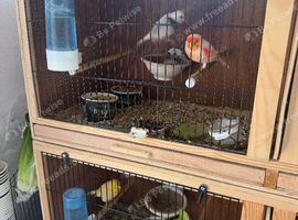 Canaries for sale due to health issues