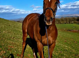 15.3hh thoroughbred mare