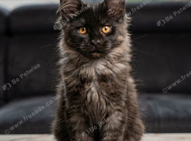 Only three are left. Maine Coon Kittens