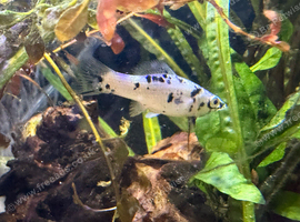 2x mollies