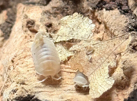 Cubaris white panda king isopods