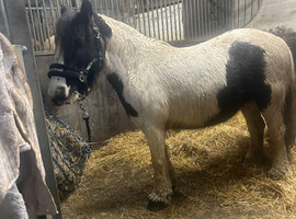Project Pony