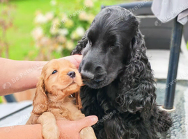 COCKER  SPANIEL PUPPIES    [KC REG]