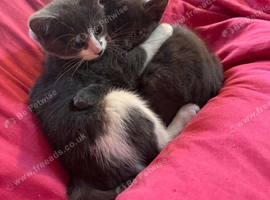 Kittens for sale