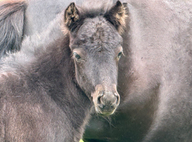 Exceptional, traditional Shetland Standard Colt