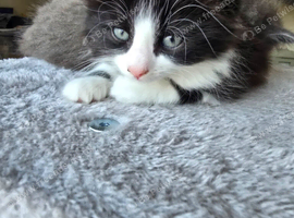 Mixed breed kittens