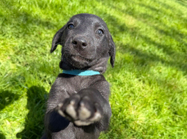 F1 Bedlington Whippet Puppies