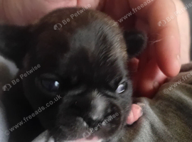 Frenchy puppie