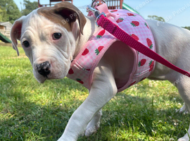 9 weeks old American bulldog girl