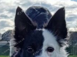 Border collie for sale