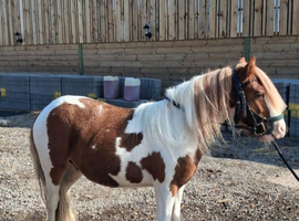 SKEWBALD COB FOR SALE