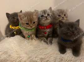 Kittens British shorthair