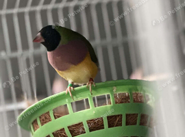 Hen gouldian finch