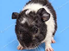 Bonded guinea pigs boys purebred