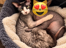 Cornish Rex female cat