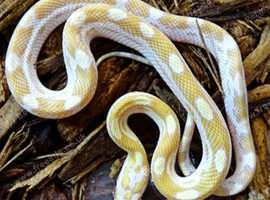 Reptile holiday boarding & welfare & rehabilitation