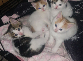 3 girl kittens
