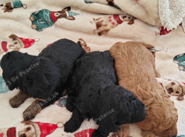 F1B TOY CAVAPOO DNA HEALTH TESTED PARENTS AND GRANDPARENTS