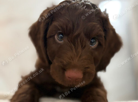 1 beautiful puppy for sale