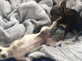 Dior cream chihuahua