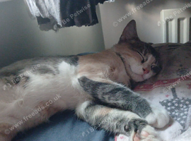 6 month old boy tabby cross turkish van