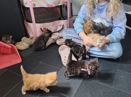 Kittens for sale