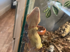 2 PREMIUM CRESTED GECKO PAIR + FULL LIVING SETUP