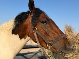 14h coloured gelding for loan