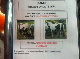 9 year old skewbald mare 12.2 hh