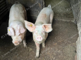 6-Month-Old Pigs for Sale - &pound;120 Each