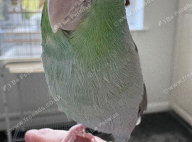 Beautiful Tame Male Parrotlet