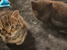 2 beautiful female kittens