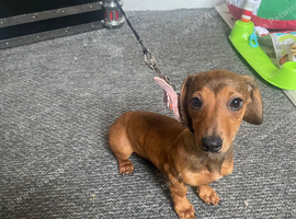 stunning dachshund girls