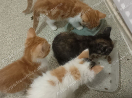 Kittens