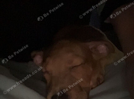 Staffordshire bull terrier puppy