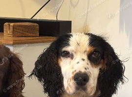 Tri Colour Cocker for stud