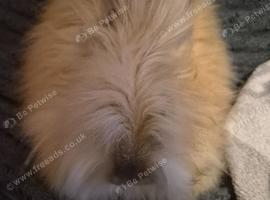 Full Face Angora buck