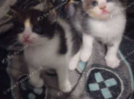 Beutiful kittens for sale