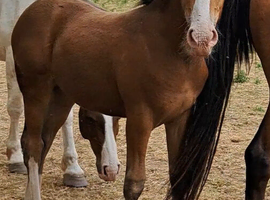 Wpb x ish Filly available at weaning