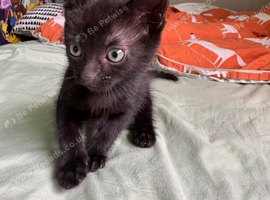 3 all black kittens