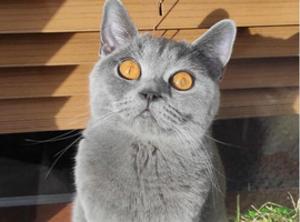 Athena, Absolutely Stunning British Shorthair GCCF and TICA registered.