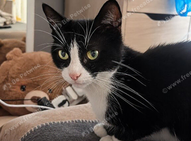 Sweet 1-Year-Old Black & White female Cat Looking for a Loving Home