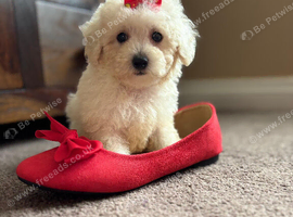 Maltipoo puppy white honey small toy puppies small dog