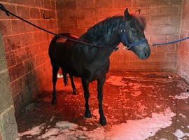 4 year old black Dartmoor Filly