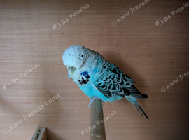 Exhibition Hen Budgie