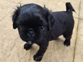 Last boy available 18th october