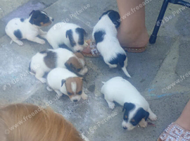 Jack Russell terrier puppies