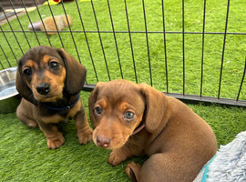 Miniature dachshunds